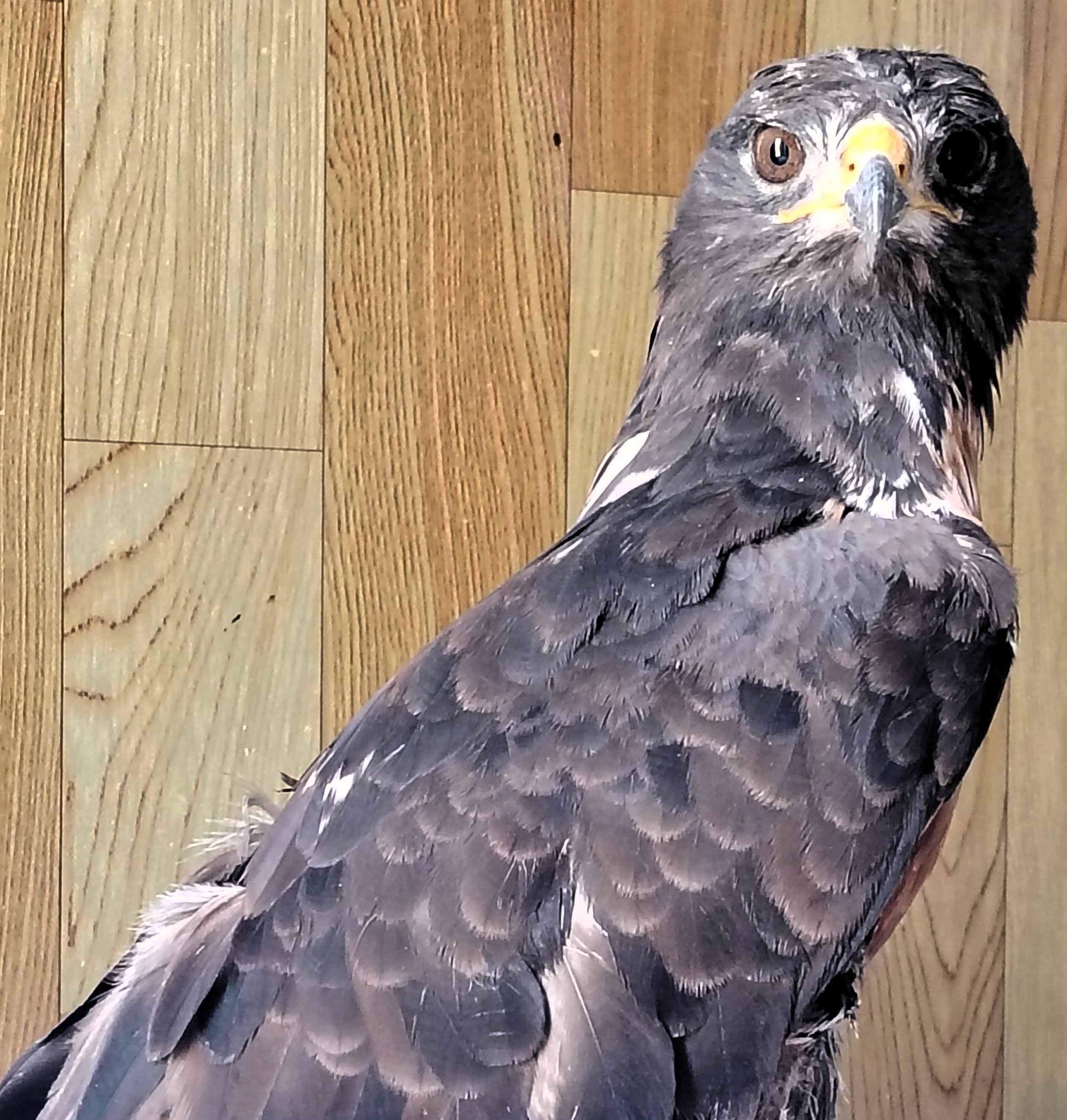 Jackal Buzzard is recovering after being shot in Durbanville