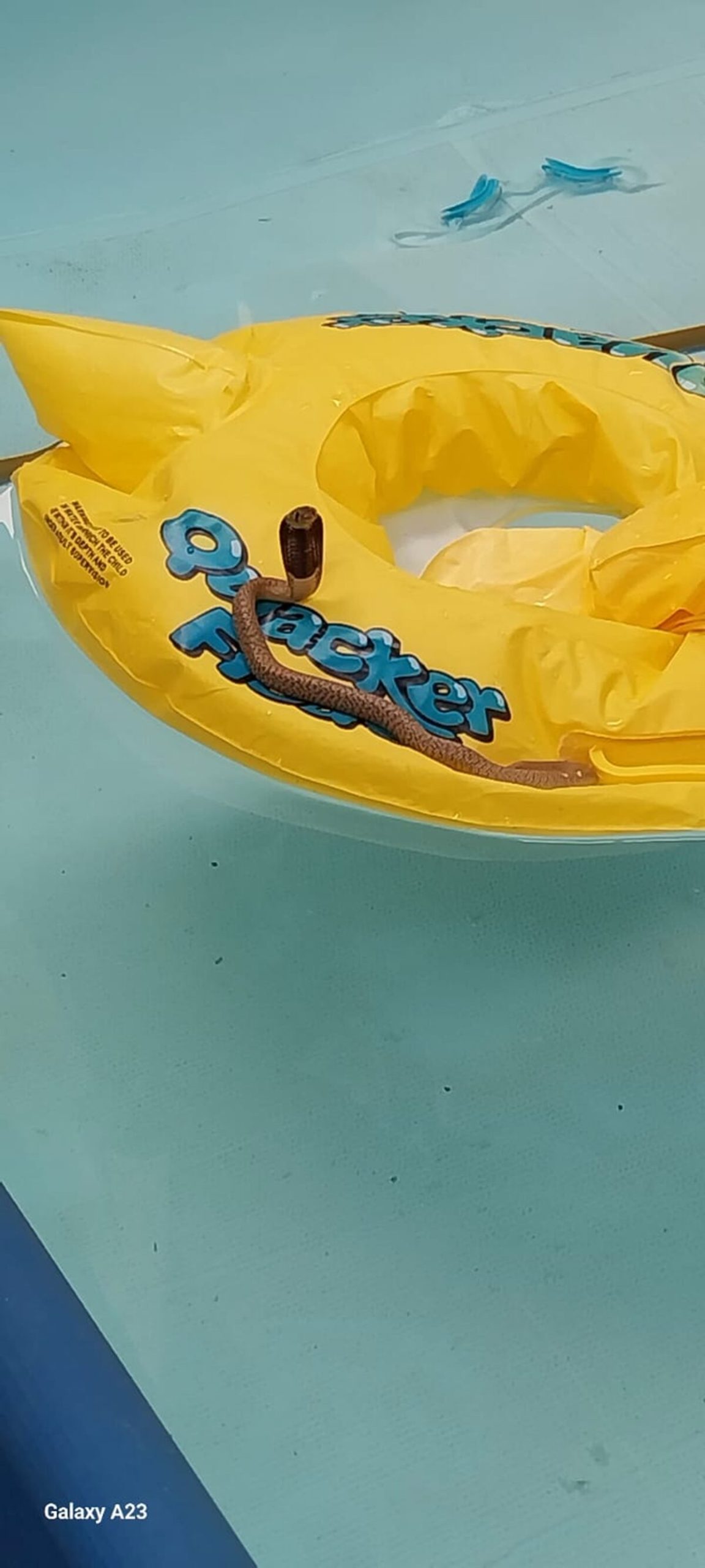 This pic of a snake on a floaty in a pool in San Reno was sent on the area's WhatsApp group.