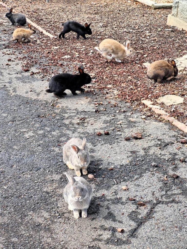 Talle konyne kom in die Durbanville-begraafplaas en omgewing voor.