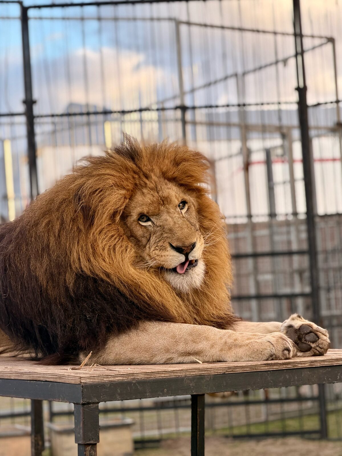 A lion features as part of the circus animal showcase.