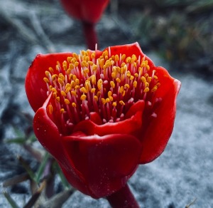 Capture nature in Cape Town this weekend during 2026 City Nature Challenge