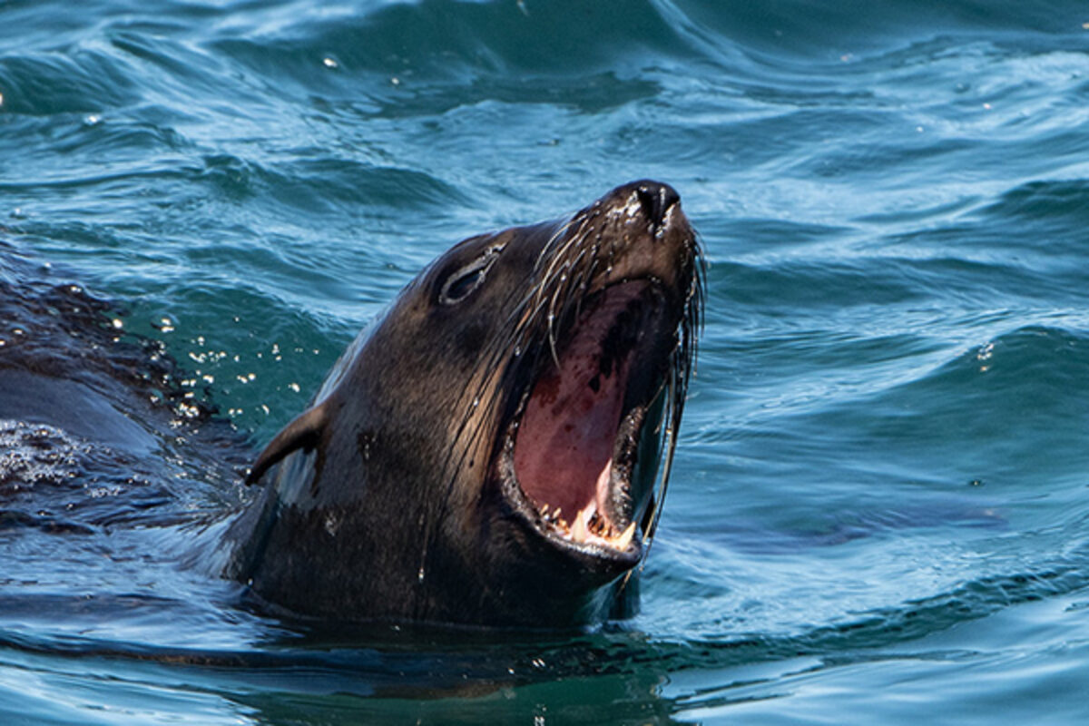 igilance as seal behaviour along Cape Town’s coastline raises concern. Photo: Dr Cleeve Robertson.