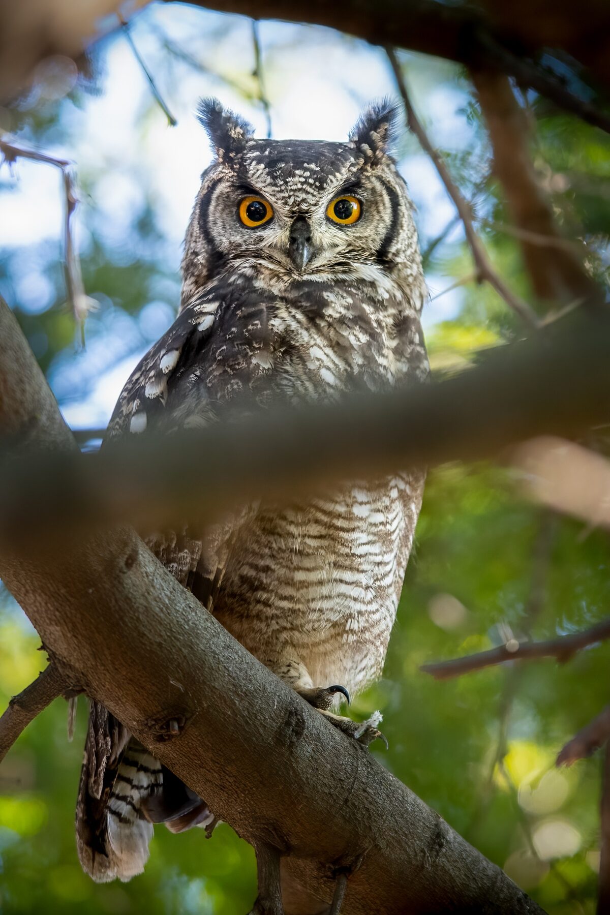 The Spotted Eagle Owl