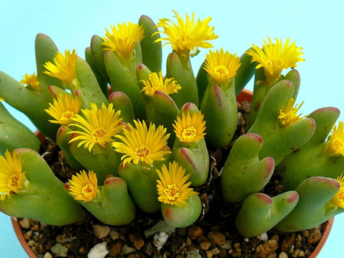 Rare succulents are being illegally harvested and trafficked to international markets.