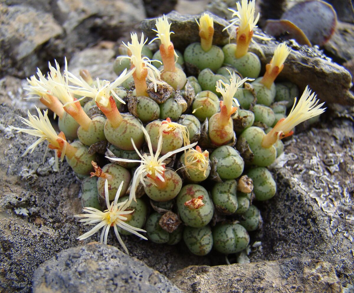 Seven species of Conophytum have already been lost in the wild due to relentless poaching.