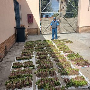 Khat worth R13 000 seized on N1 as two foreign nationals arrested