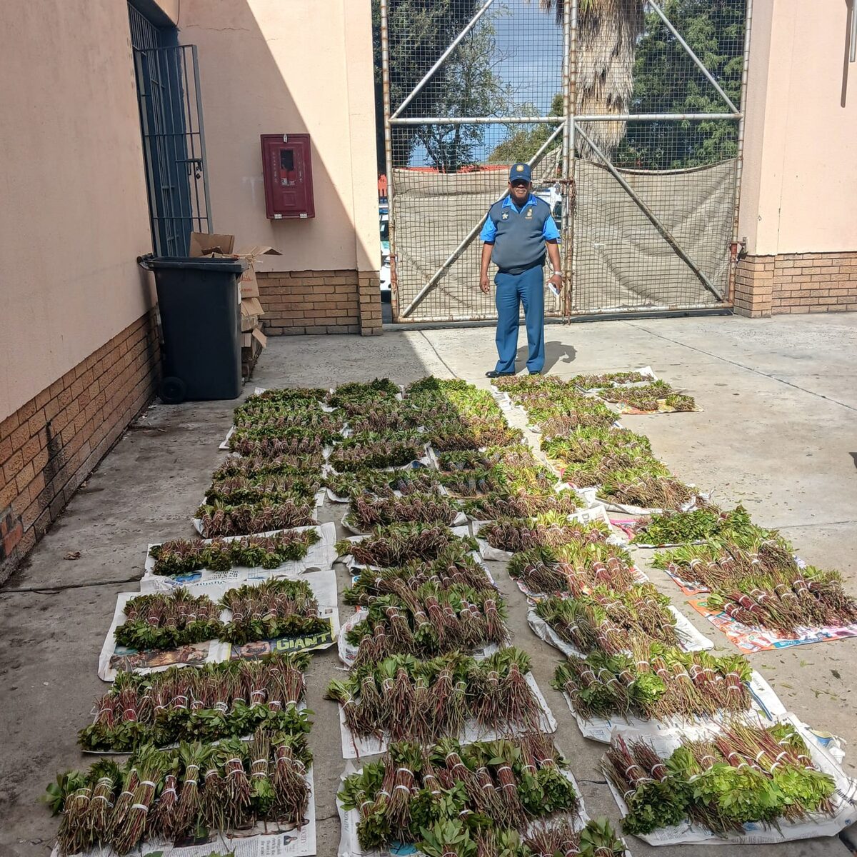 Traffic officer Yasheem Buys with the consignment of khat.