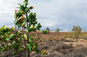 Community unites for Earth Day tree planting at Mosselbank River