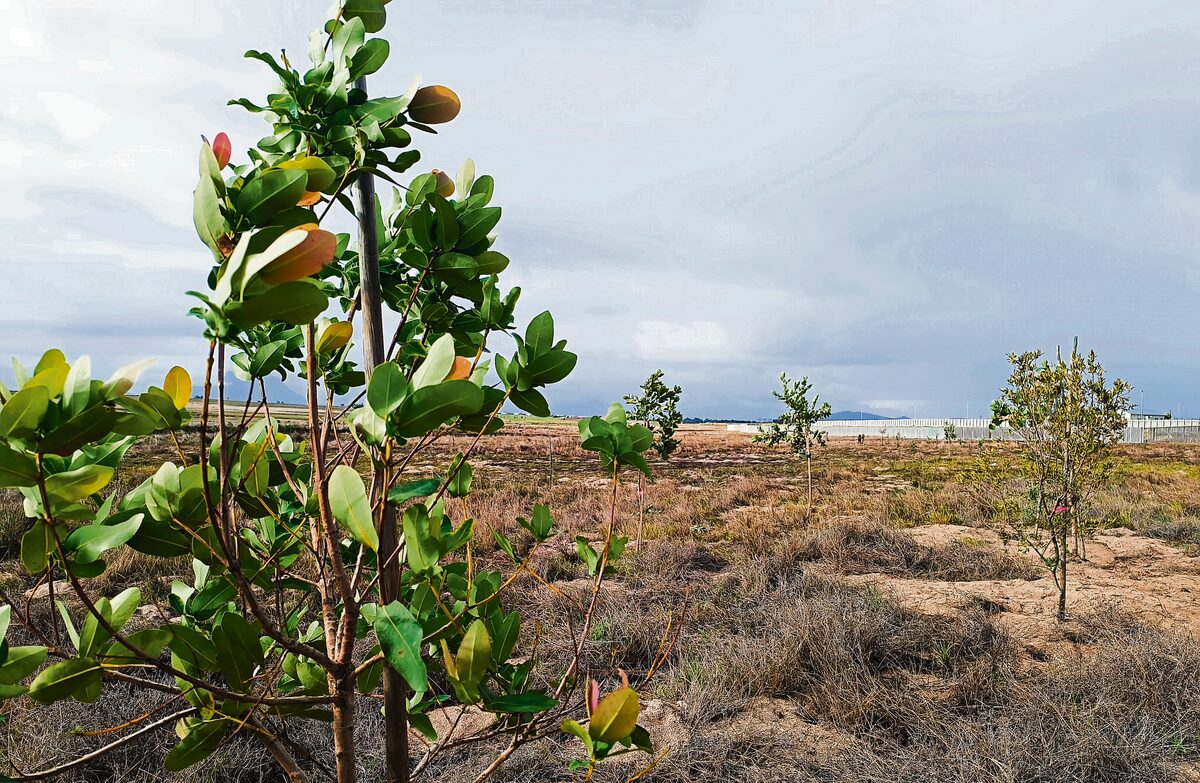 A total of 200 trees were planted in the river corridor. Photo: Danielle Cronje