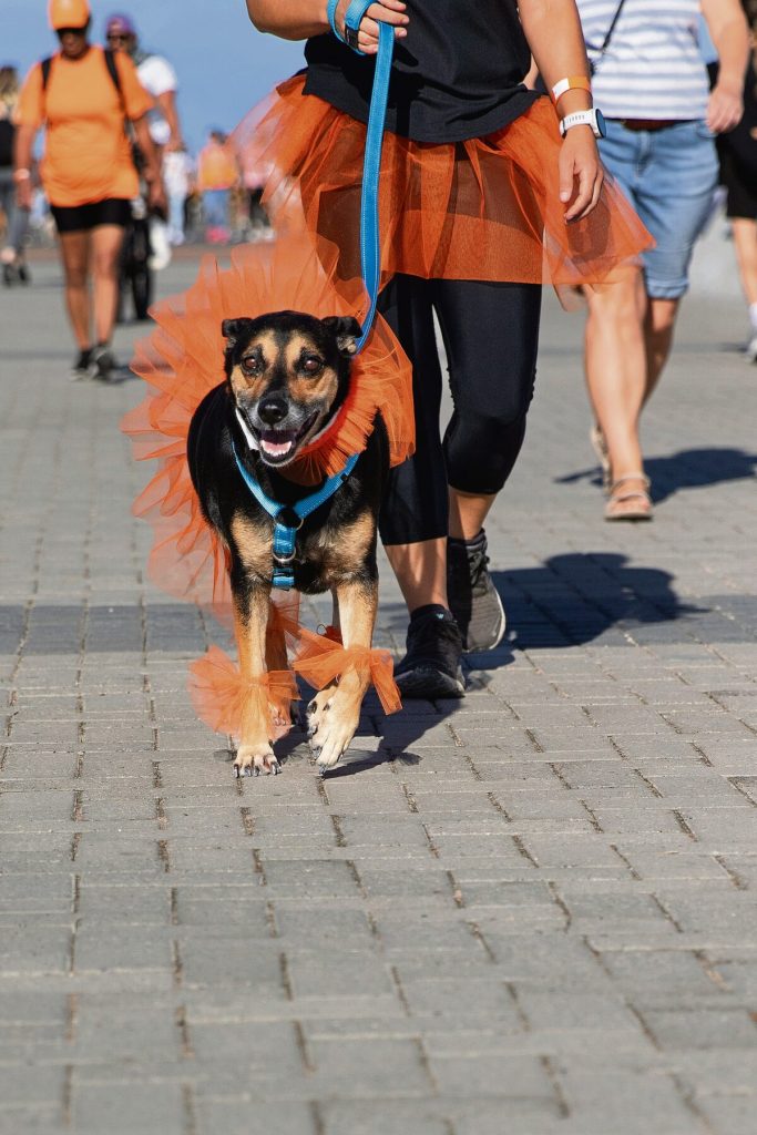 Paws on the Promenade