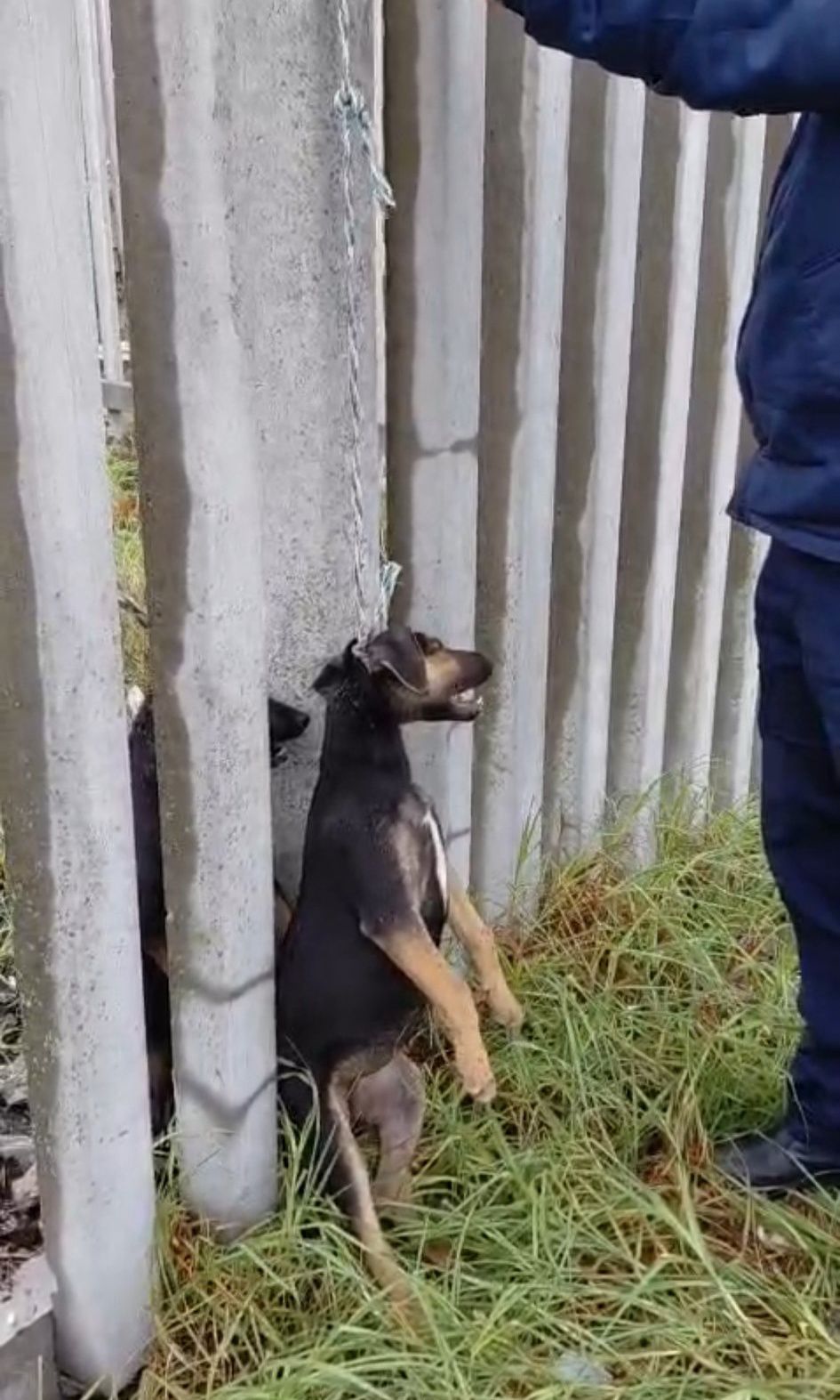 A dog hangs from the gence as criminals are luring motorists in order to rob them.