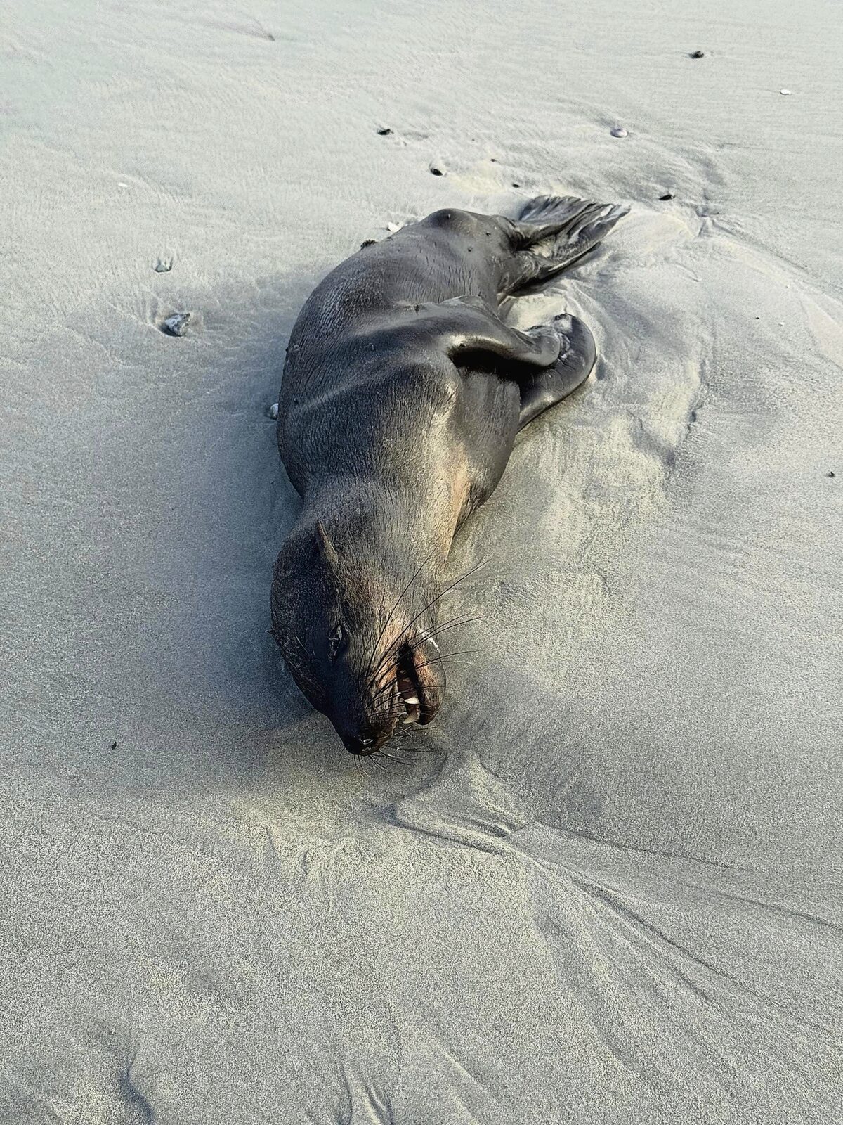 A dead seal was found on Lagoon Beach before the clean-up began.