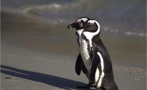 Extinction threat looms over African penguins in Cape Town