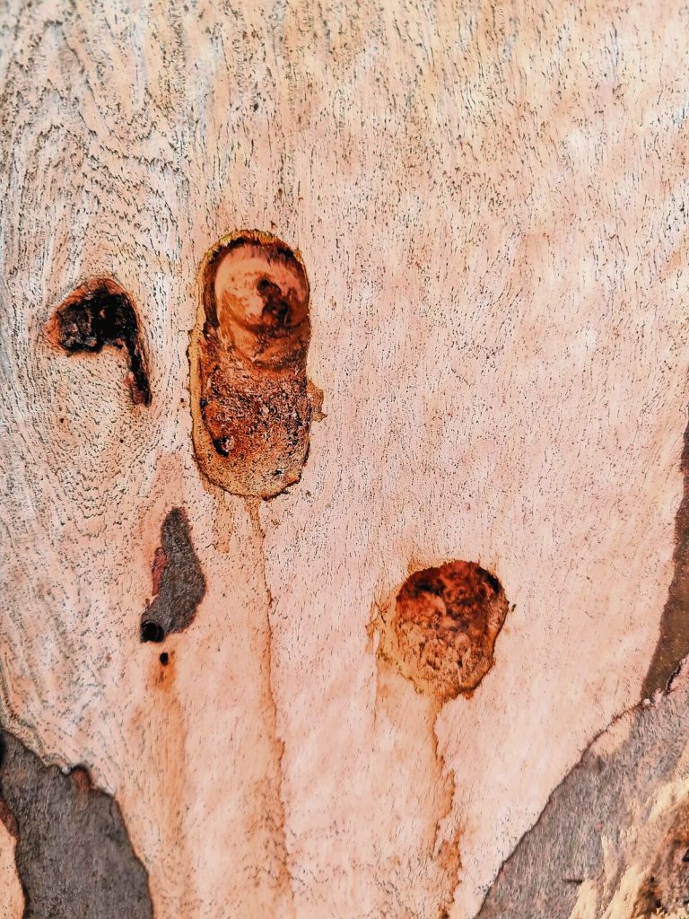 Two holes were bored in each of the two bluegum trees.