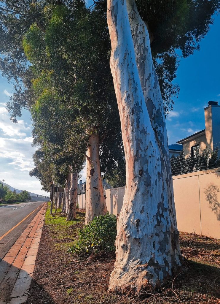 The bluegum trees in Koeberg Road, is a frustration to residents.