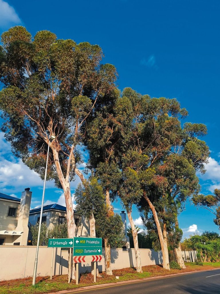 The two bluegum trees at the end of the row on the right have been poisoned.