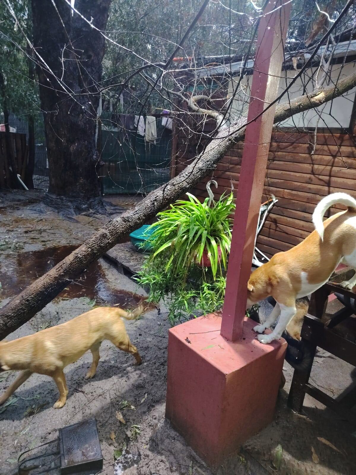 Storm damage leaves Cheryl-Lyn's Rescue Organisation scrambling to protect more than 160 animals.