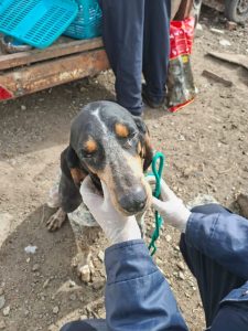 SPCA inspector reflects on heartbreaking Dunoon dog rescue