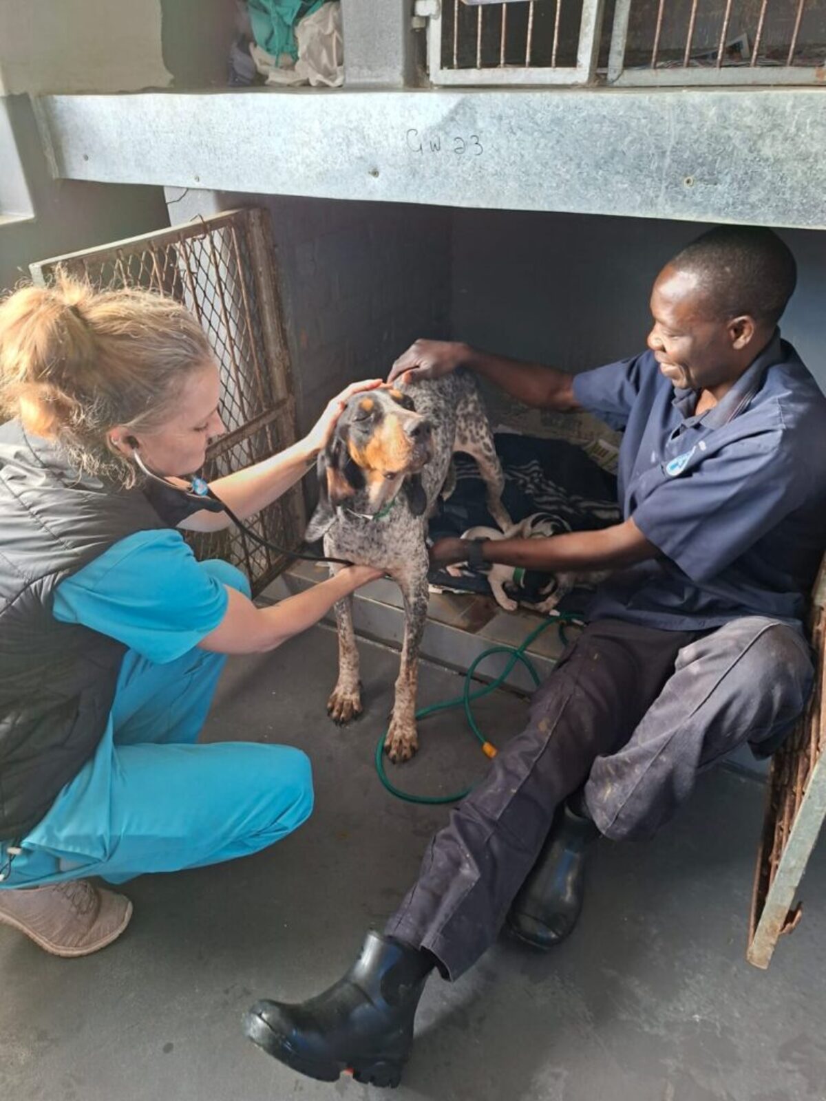 Rescued animals begin recovery after being removed from Dunoon property.
