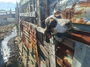 SPCA removes 24 animals from neglected Dunoon property