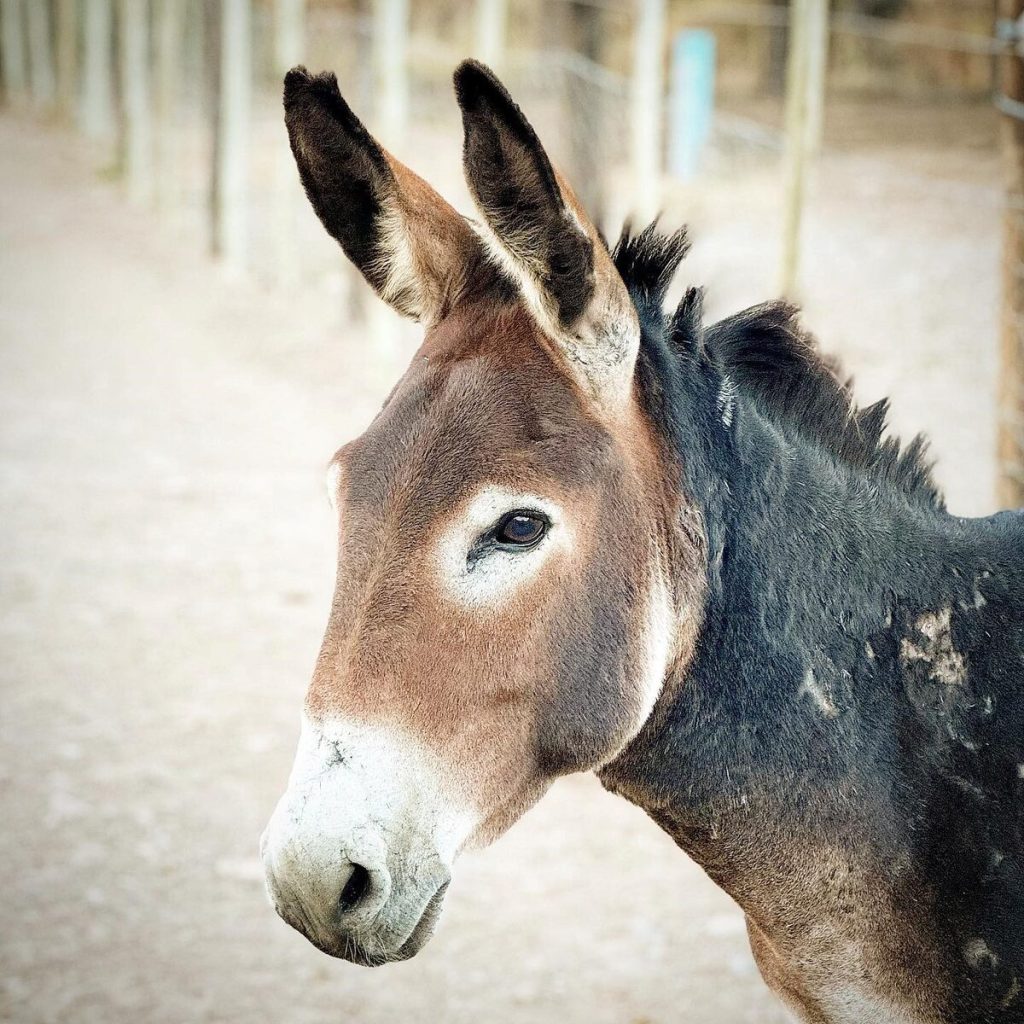 Bahati, a donkey rescued in Limpopo