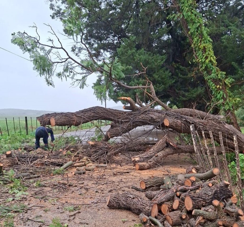 Tree damage at the sanctuary.