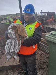 Cape Town’s storm unleashes animal crisis as Cape of Good Hope SPCA rescues 100 animals