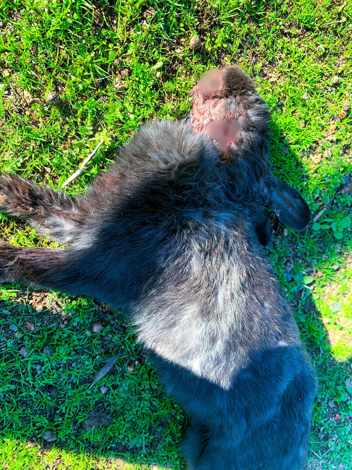 More drama unfolds about Durbanville bunnies with shooting threats