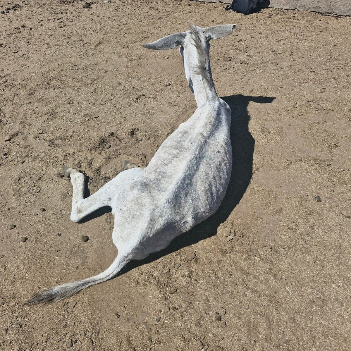 South Africa continues to legally kill up to 10 500 donkeys annually.