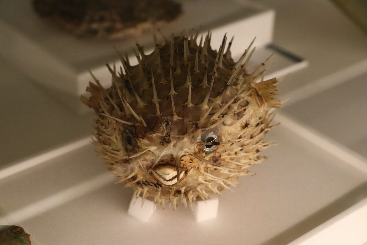 The City of Cape Town has warned the public not to touch or handle puffer fish found on beaches.