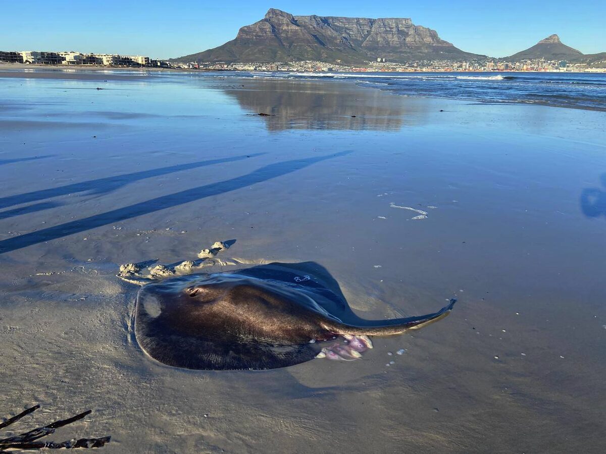 A stingray gives birth in the lagoon, offering a hopeful sign as the ecosystem shows early signs of recovery.