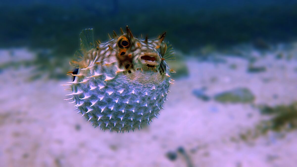 Beachgoers have been urged to stay alert after toxic puffer fish washed ashore along Cape Town’s coastline following rough seas.