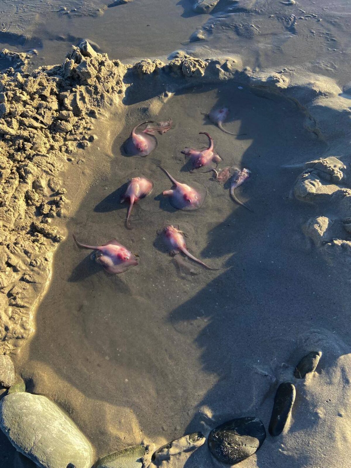 
The lagoon shows signs of healing as a stingray brings new life into its waters.
