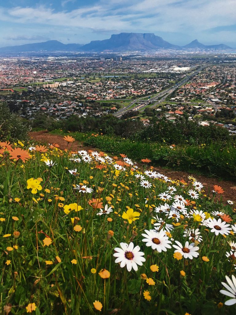 A view of Table Mountain from the Tygerberg Nature Reserve.