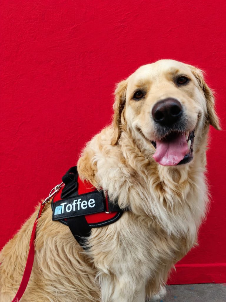 The Jelly Beanz Foundation’s beloved therapy dog Toffee is helping vulnerable children feel safe.