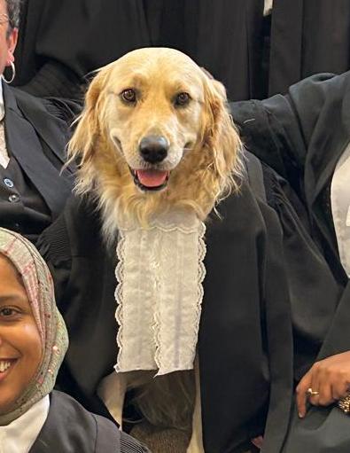 Wearing a tiny legal outfit, Toffee brought comfort and calm to the courtroom during a landmark child witness case.