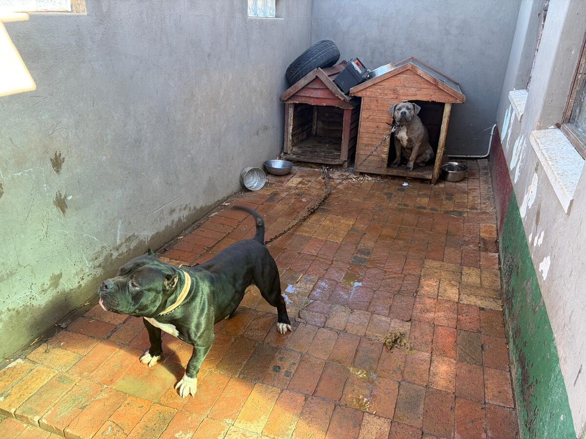 City calls for public comment on proposed animal keeping bylaw amendments