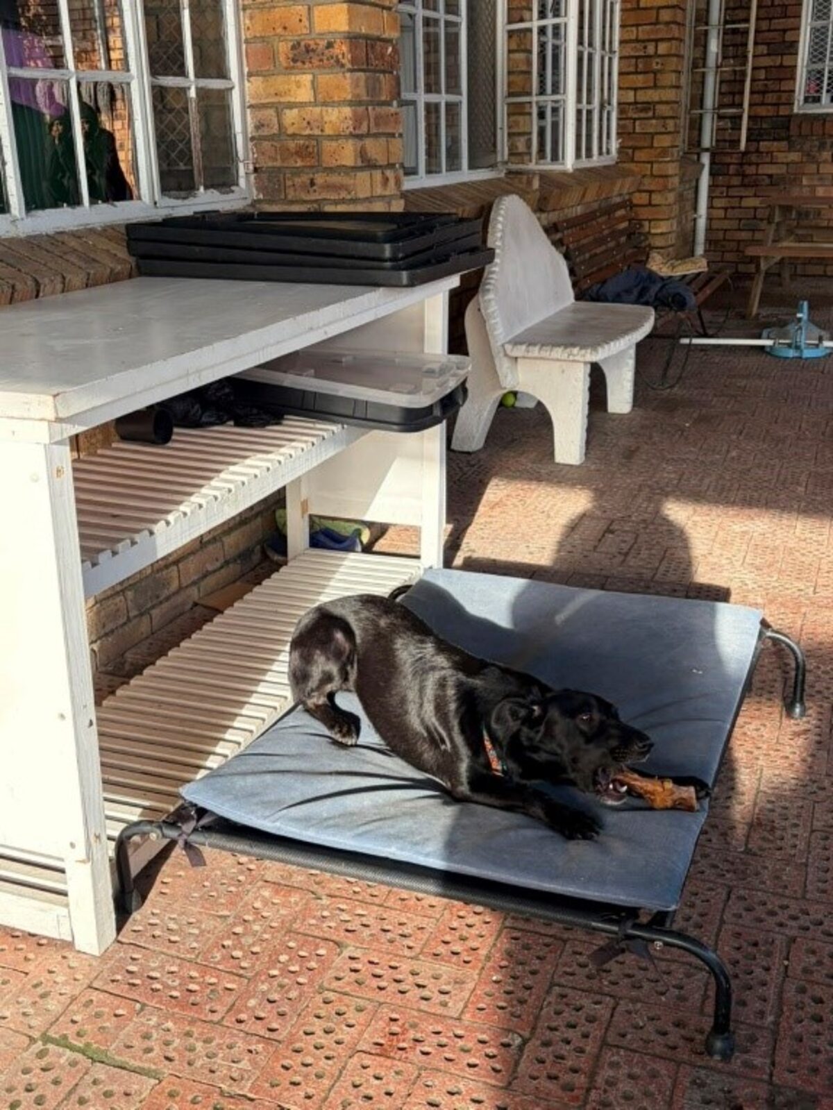 From shelter to shelter: Rescue dog bringing comfort to the homeless