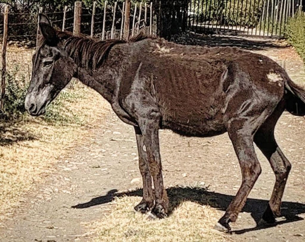 Rebekka when she was rescued.