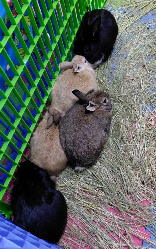 These bunnies are recovering from sterilisation in temporary foster care before relocation.