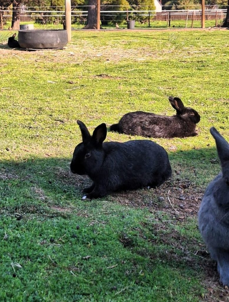Rescued bunnies are enjoying the warm winter sun after relocation.