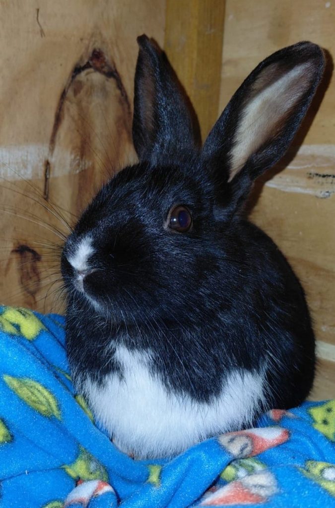 This beautiful black-and-white boy may be suitable for adoption after further assessment.