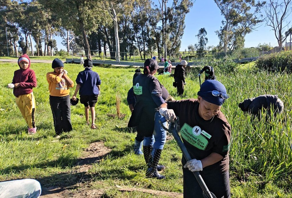 Volunteers planting wetland plants at the Mosselbank River. 