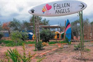 Fallen Angels halts animal intakes amid financial crisis