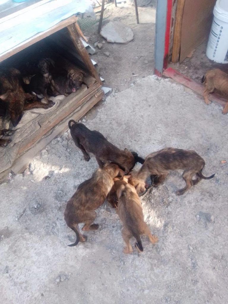  vulnerable puppies in Dunoon need urgent care.