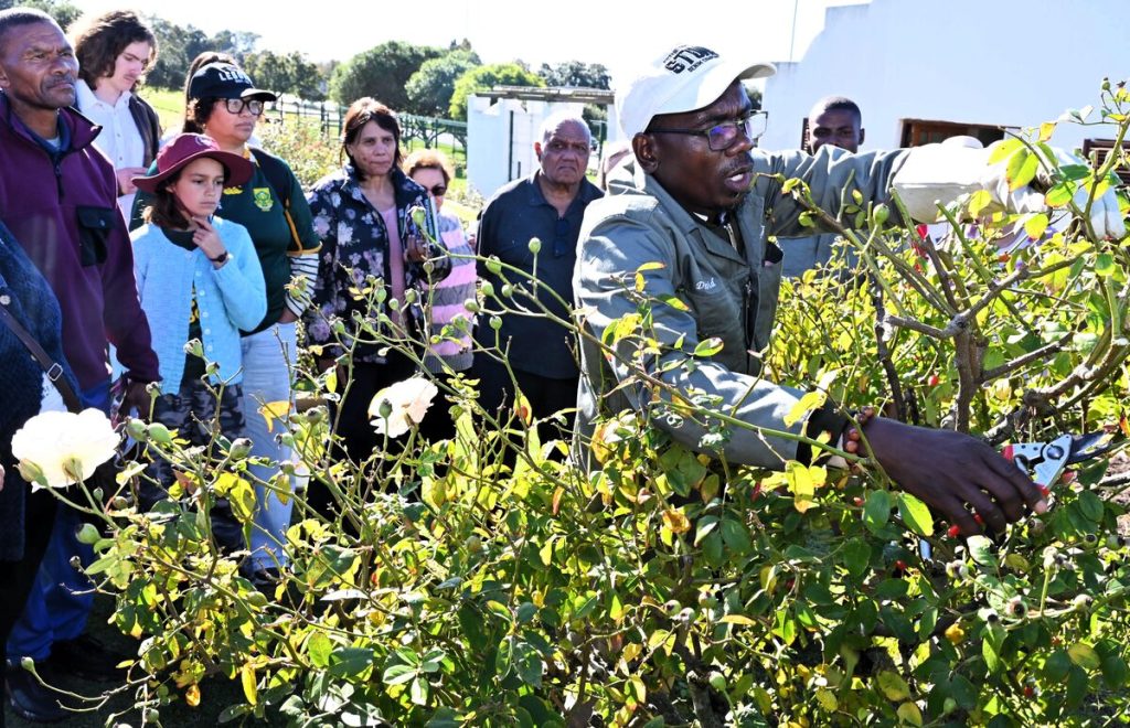 David Molautsi, a rose specialist, presented the rose pruning demonstration.