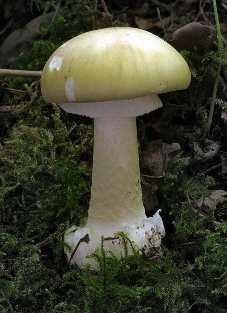 A Death cap mushroom 