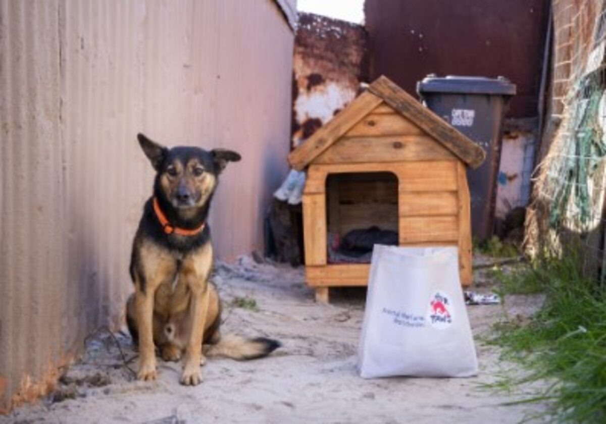 Dog with kennel and care pack