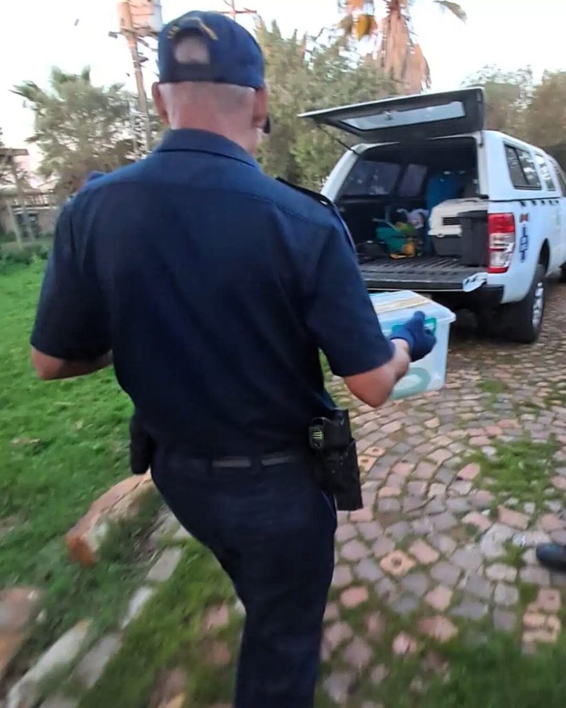 A SPCA officer is taking one of the snakes to a bakkie.