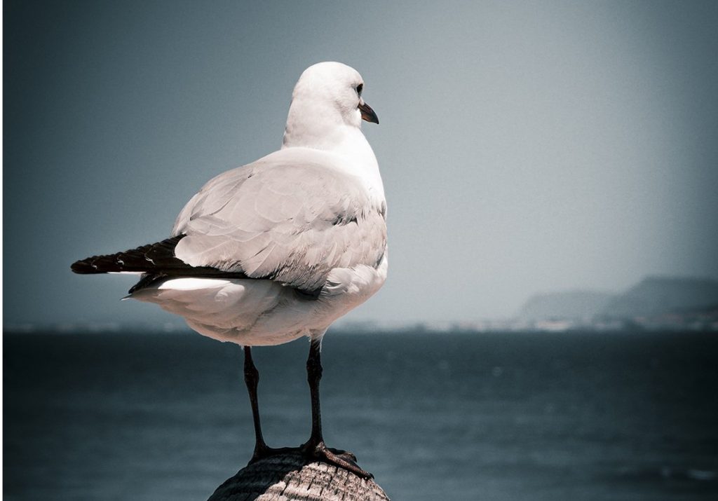 seagull bird flu